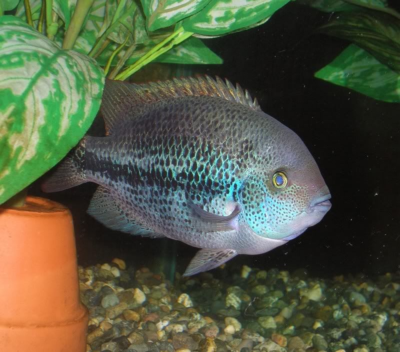 cichlid001.jpg%20image%20by%20Haole_Built