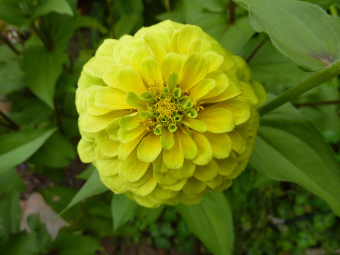 Two Zinnia problems