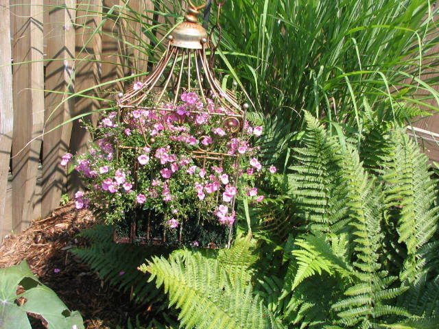 Miniature Petunias