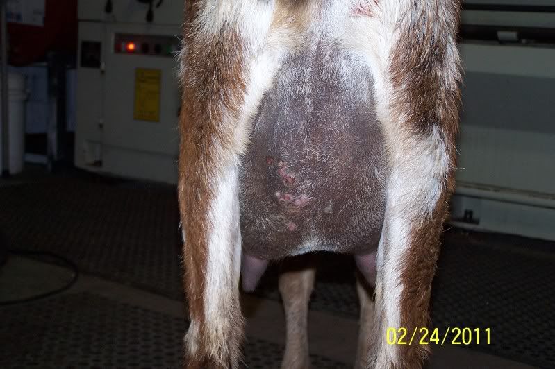 Blisters on Udder? Dairy Goat Info Forum