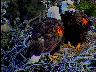 Santa Cruz eaglet