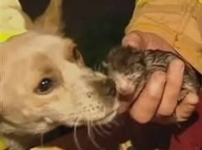 Newborn+kitten+poop