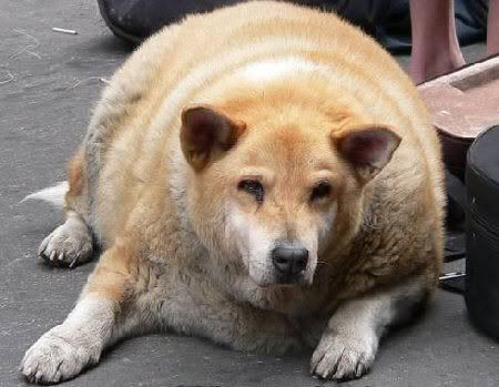 fat cats and dogs. Amar showcasing fat cats if