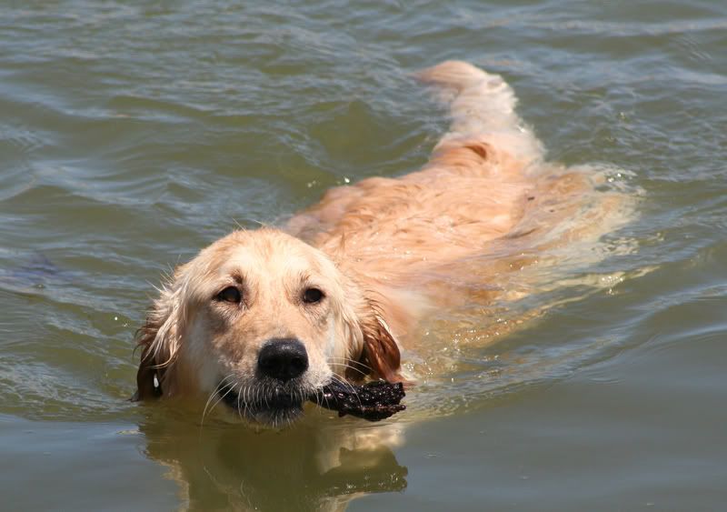 swimdog.jpg