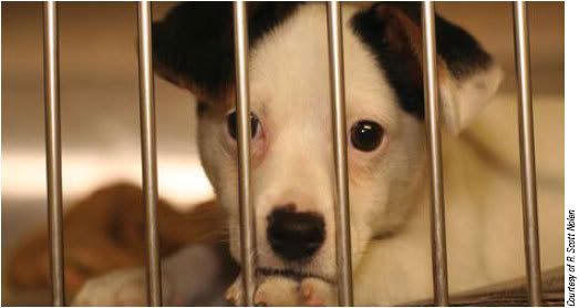 Pet Shop Puppy