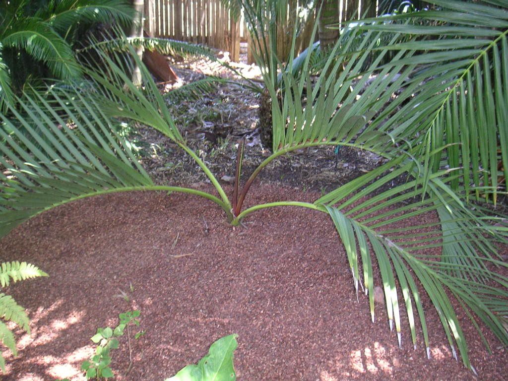 DypsisDecipiens-1.jpg