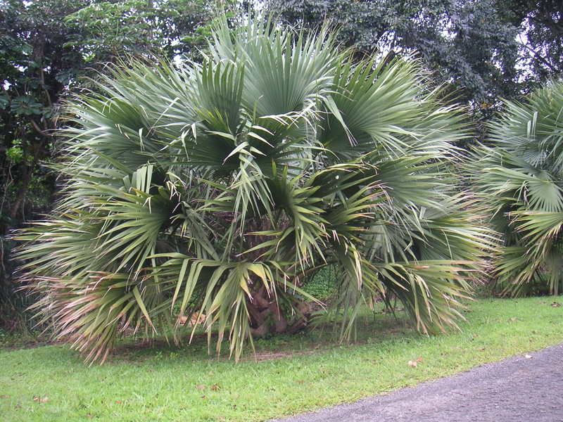 Hawaii-348.jpg