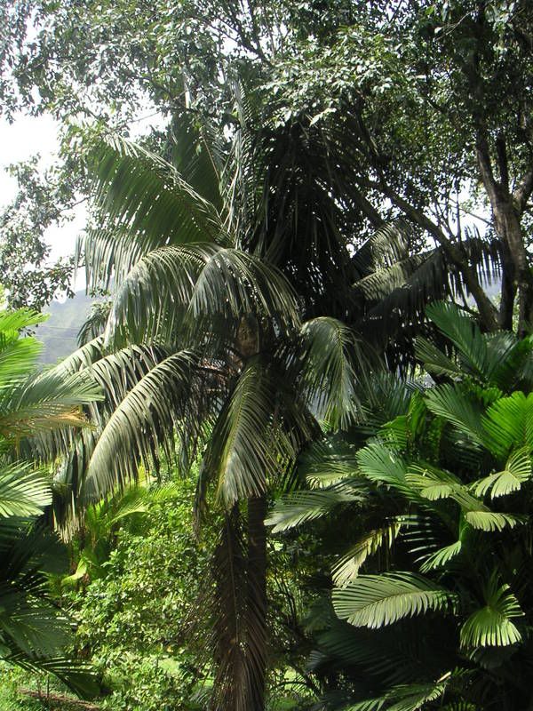 Hawaii-362.jpg