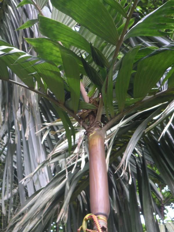 Hawaii-371.jpg