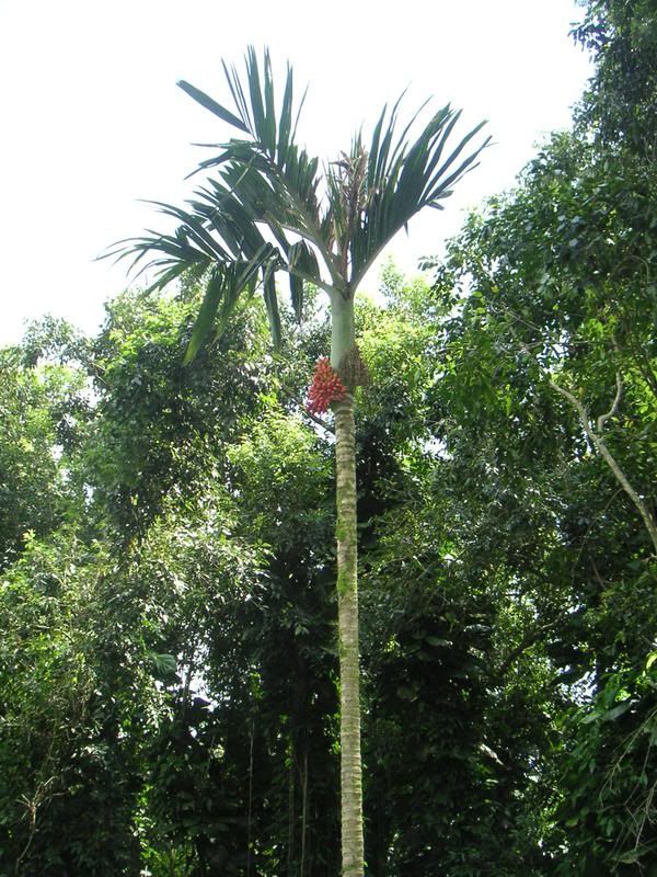 Hawaii-384.jpg