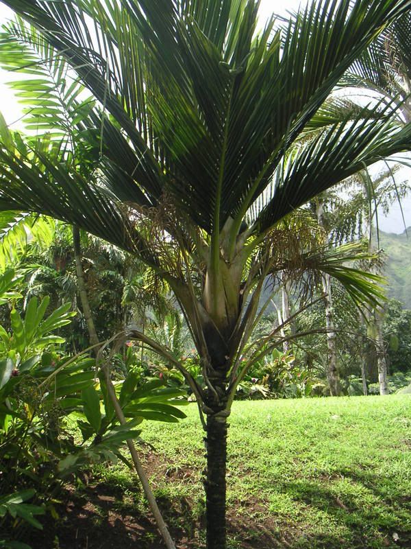 Hawaii-388.jpg
