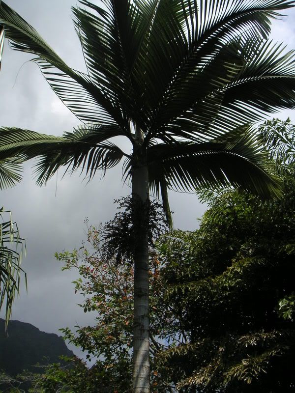 Hawaii-392.jpg