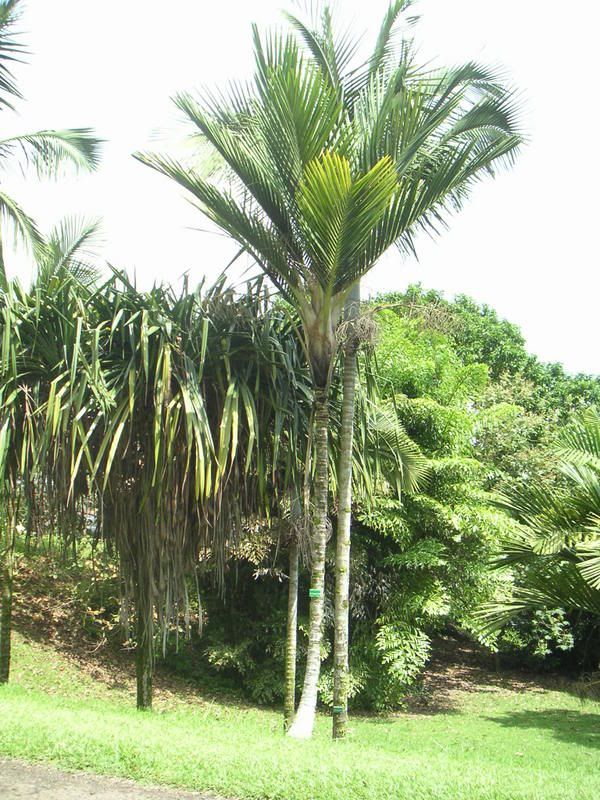 Hawaii-395.jpg