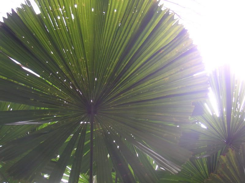 Hawaii-398.jpg