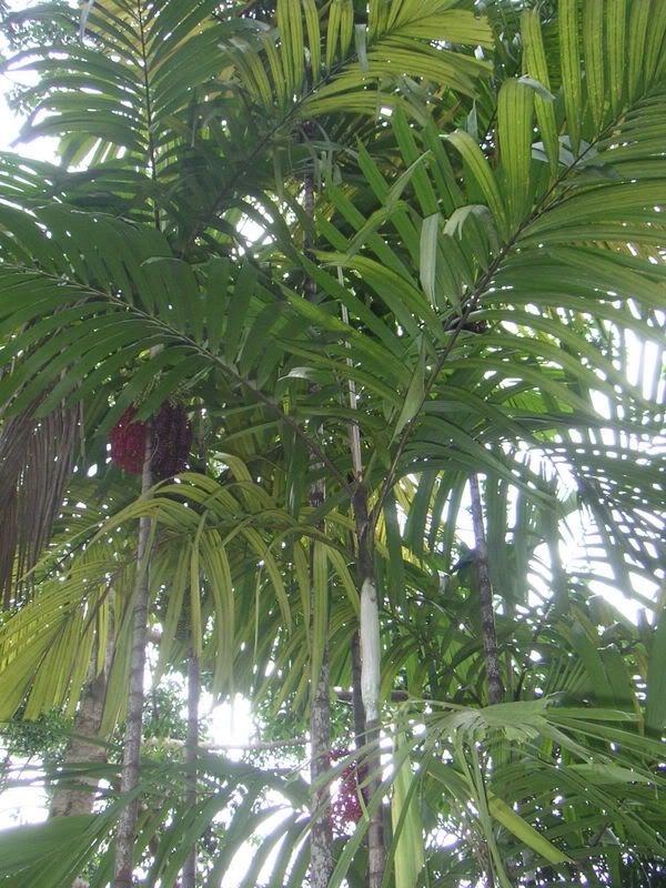 Hawaii-409.jpg