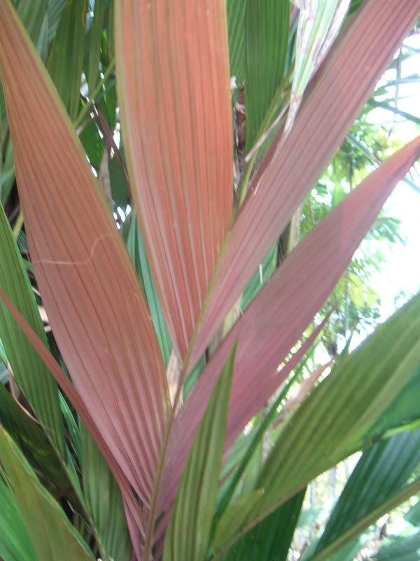 Hawaii-427.jpg