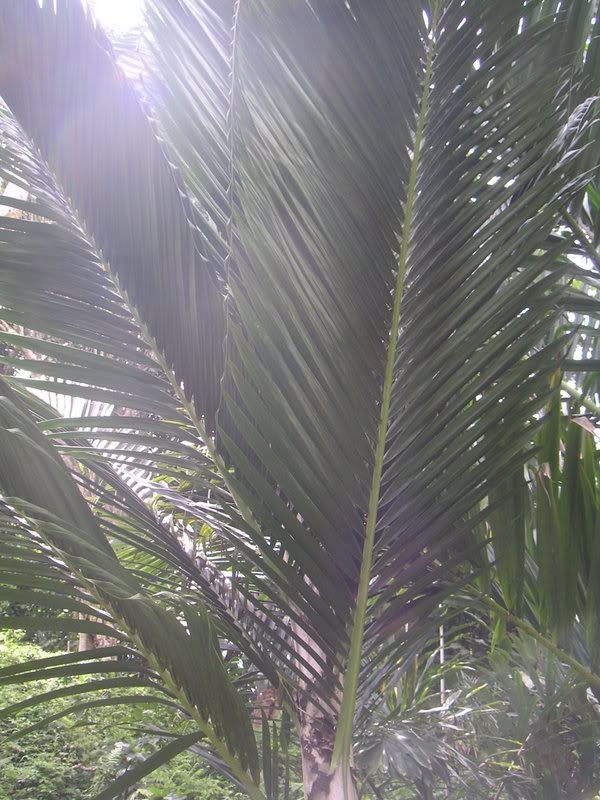 Hawaii-436.jpg