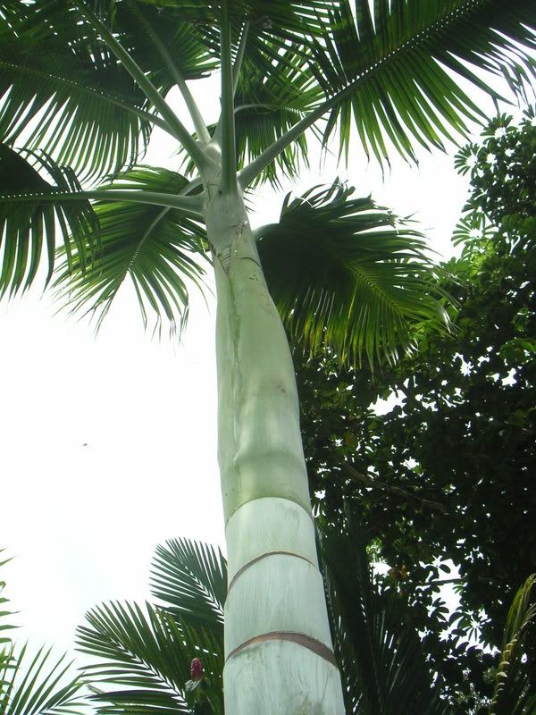 Hawaii-442.jpg