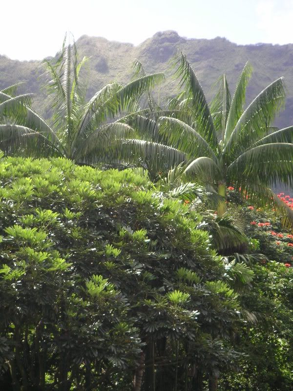 Hawaii-447.jpg