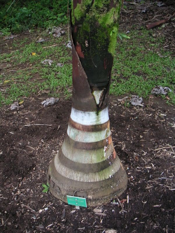 Hawaii-463.jpg