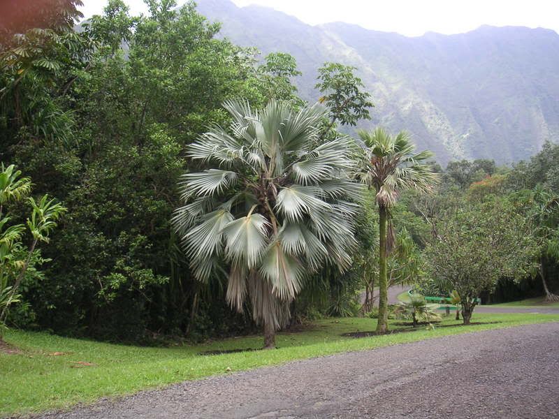 Hawaii-464.jpg