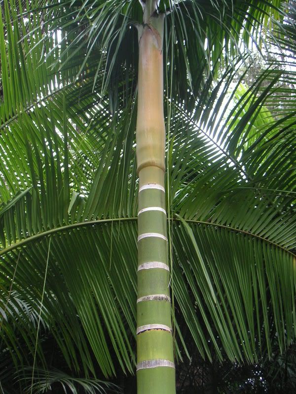 Hawaii-030.jpg