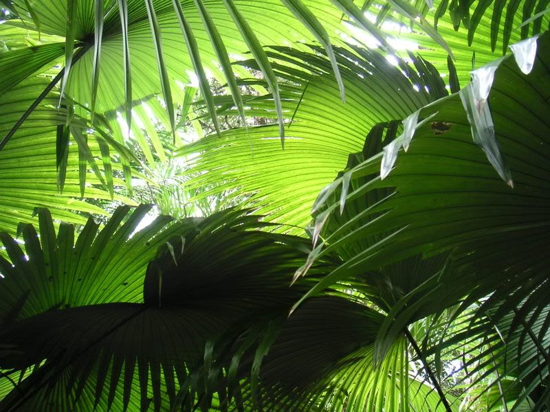 Hawaii-044.jpg
