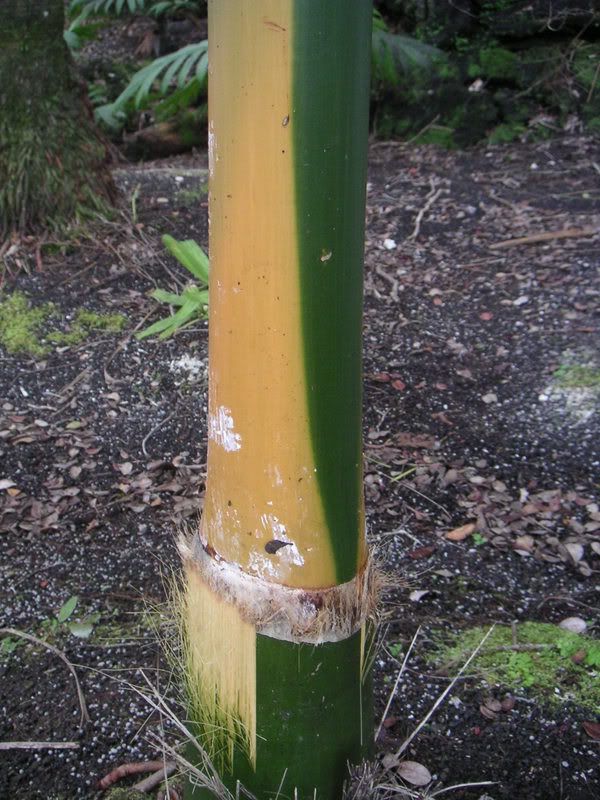 Hawaii-049.jpg