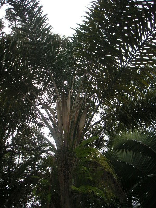 Hawaii-067.jpg
