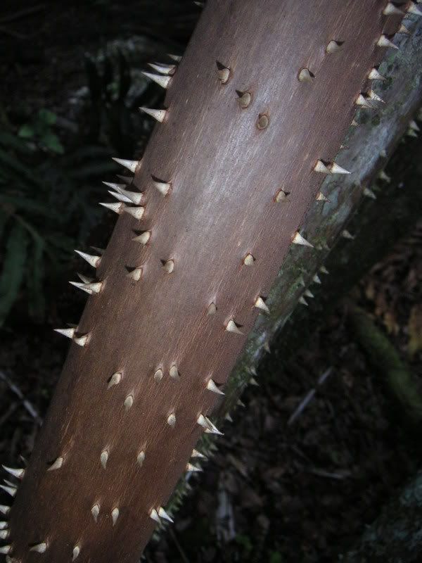 Hawaii-069.jpg