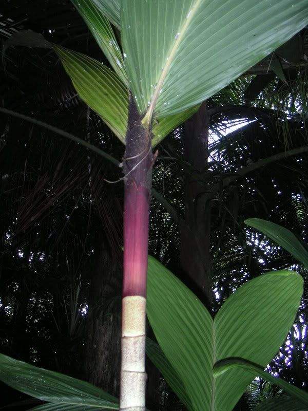 Hawaii-076.jpg