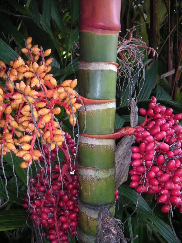 Hawaii-103.jpg