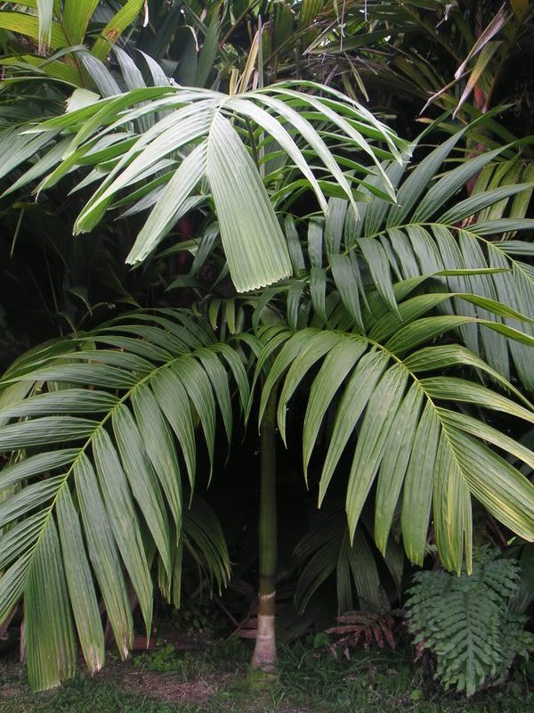 Hawaii-104.jpg