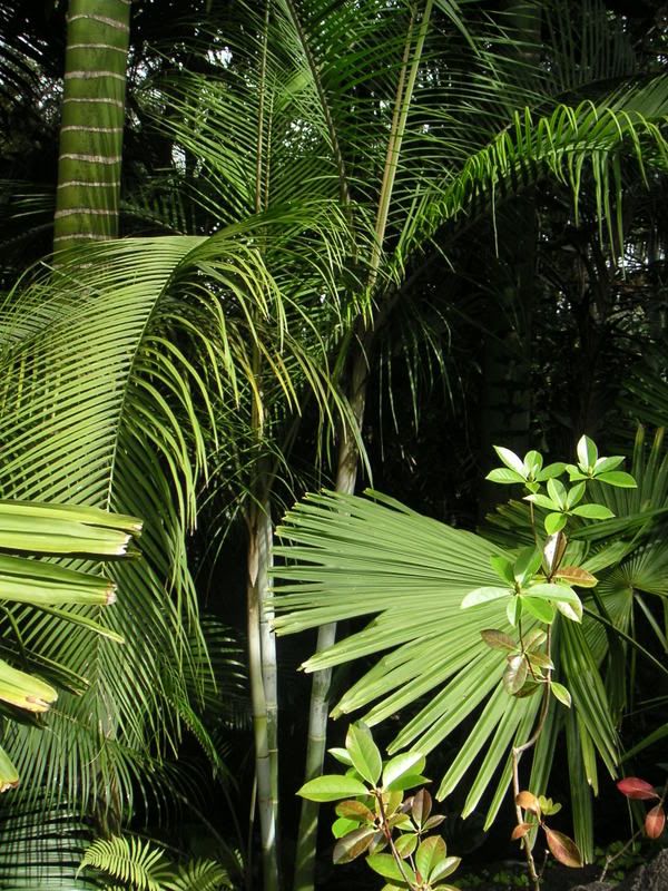 Hawaii-141.jpg