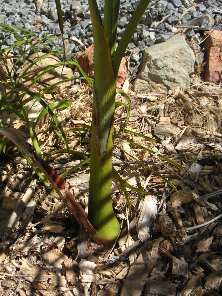 hmorpha004.jpg