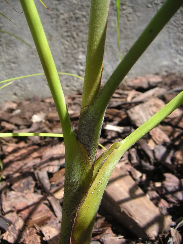 hmorpha007.jpg