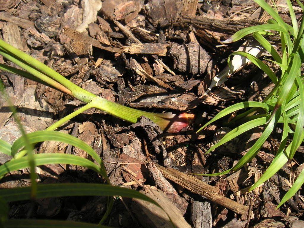 hmorpha009.jpg