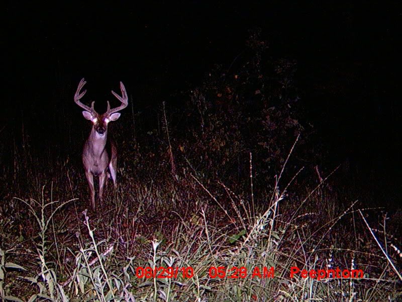 Antler growth on wounded deer Arkansas Hunting