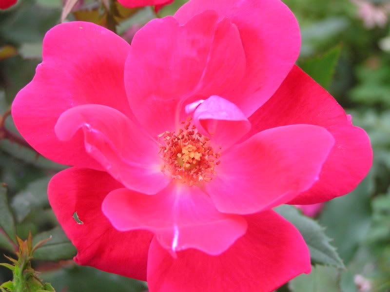 Photo Sharing and Video Hosting at Photobucket