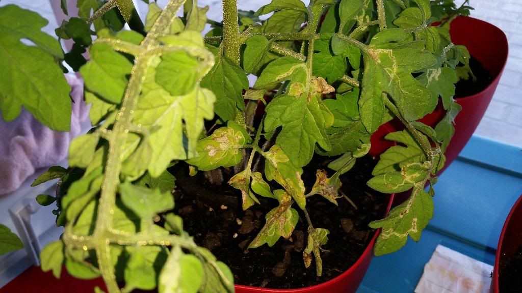  photo 20140424_095537_zps8uq61dvy.jpg