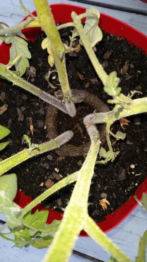  photo 20140501_185456_zps0mqfxkf2.jpg