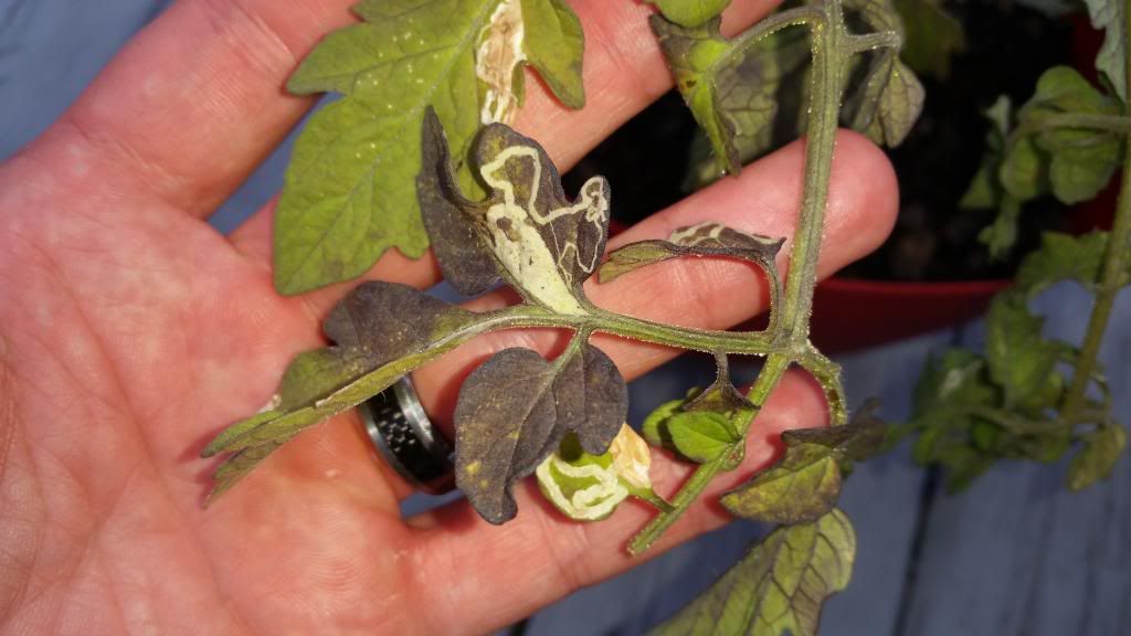  photo 20140501_185511_zpsxv5gj0bi.jpg