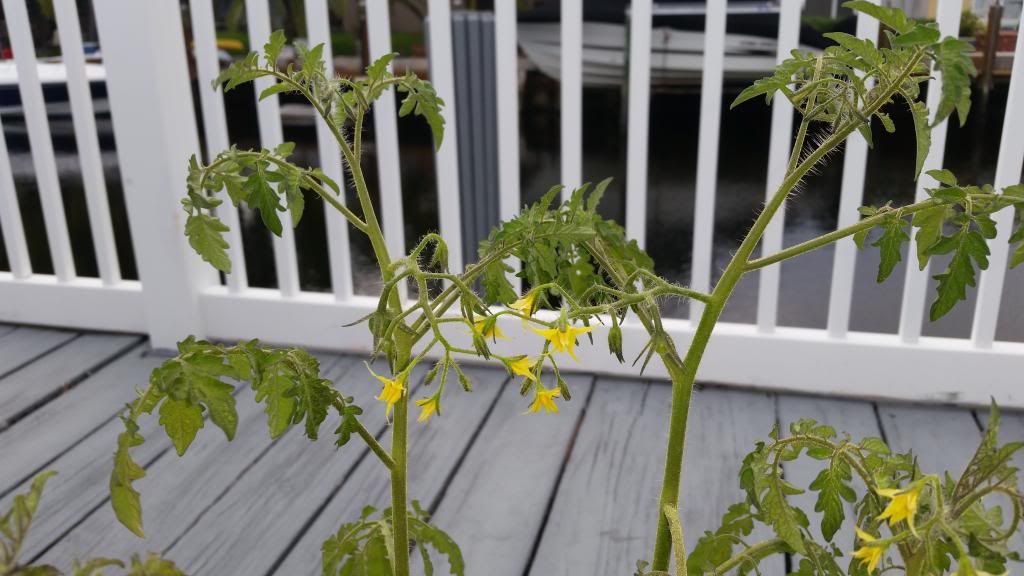  photo 20140501_185551_zpsrcy7xdtn.jpg