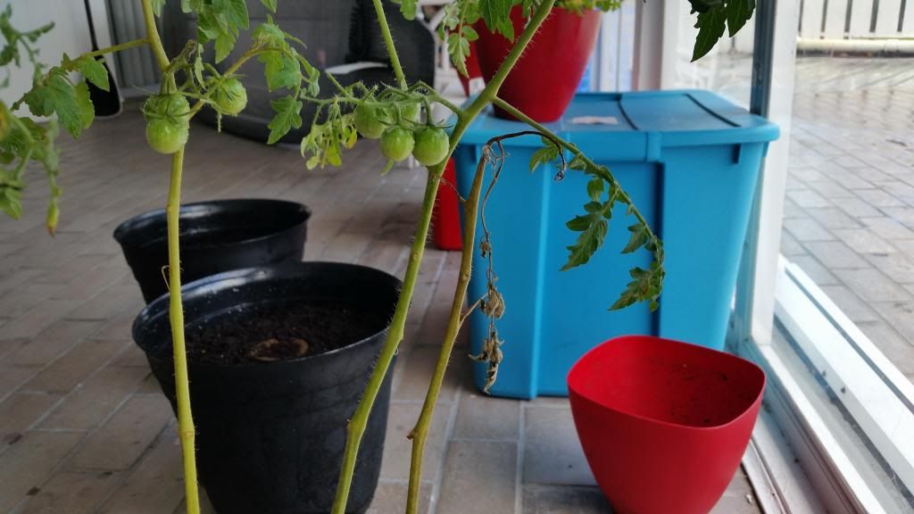  photo 20140513_130657_zpss3j6yobf.jpg