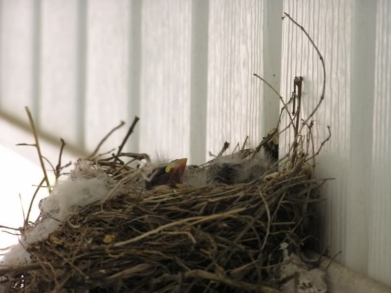 house finch nest