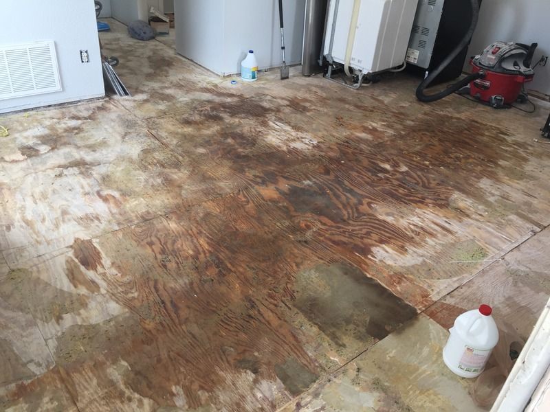 How To Get Cat Urine Smell Out Of Wood Subfloor Cat Lovster