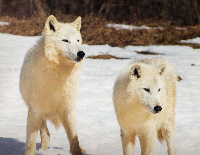 white-wolves Pictures, Images and Photos