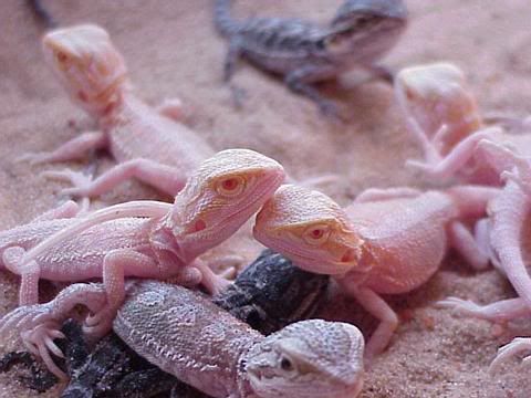 Albino Water Dragon