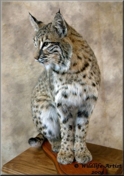 goodbobcat4.jpg