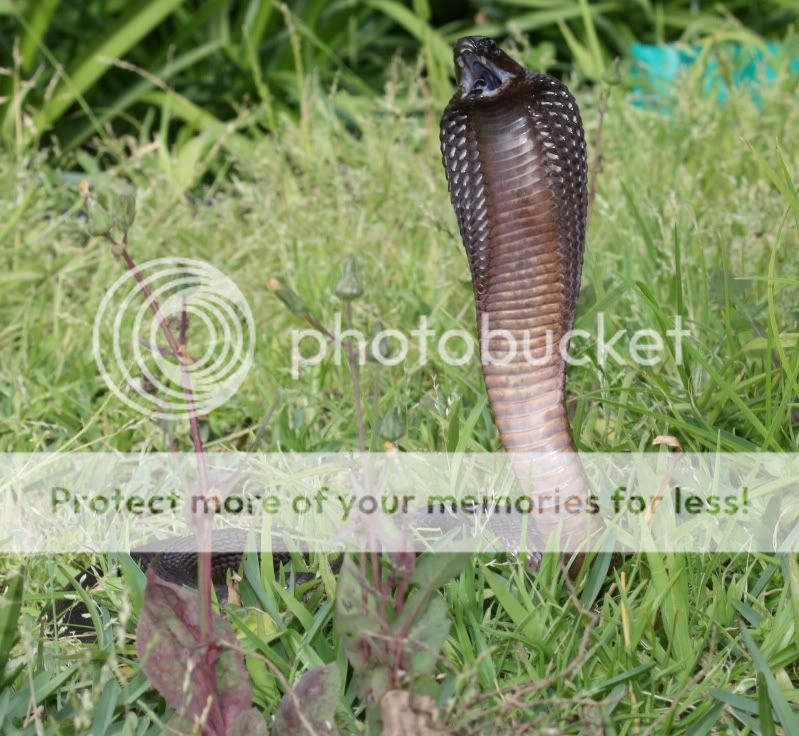 Cape Cobra or yellow cobra (Naja nivea) - Field Herp Forum